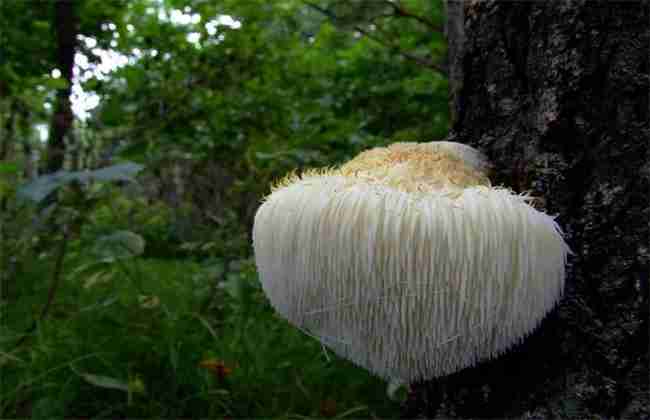 猴头菇 种植前景 怎么样